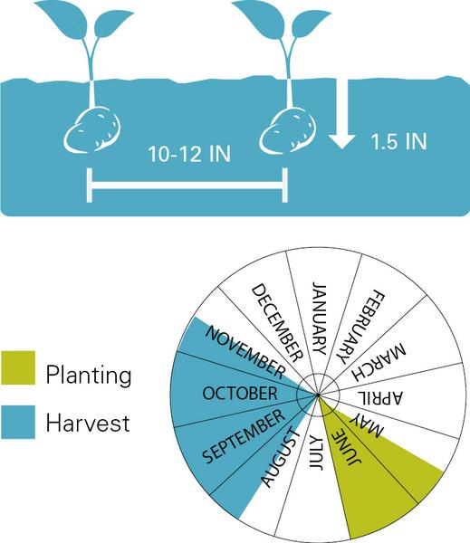 Chart illustrating planting/harvest timeline as well as planting depth for sweet potatoes planting and harvest dates.